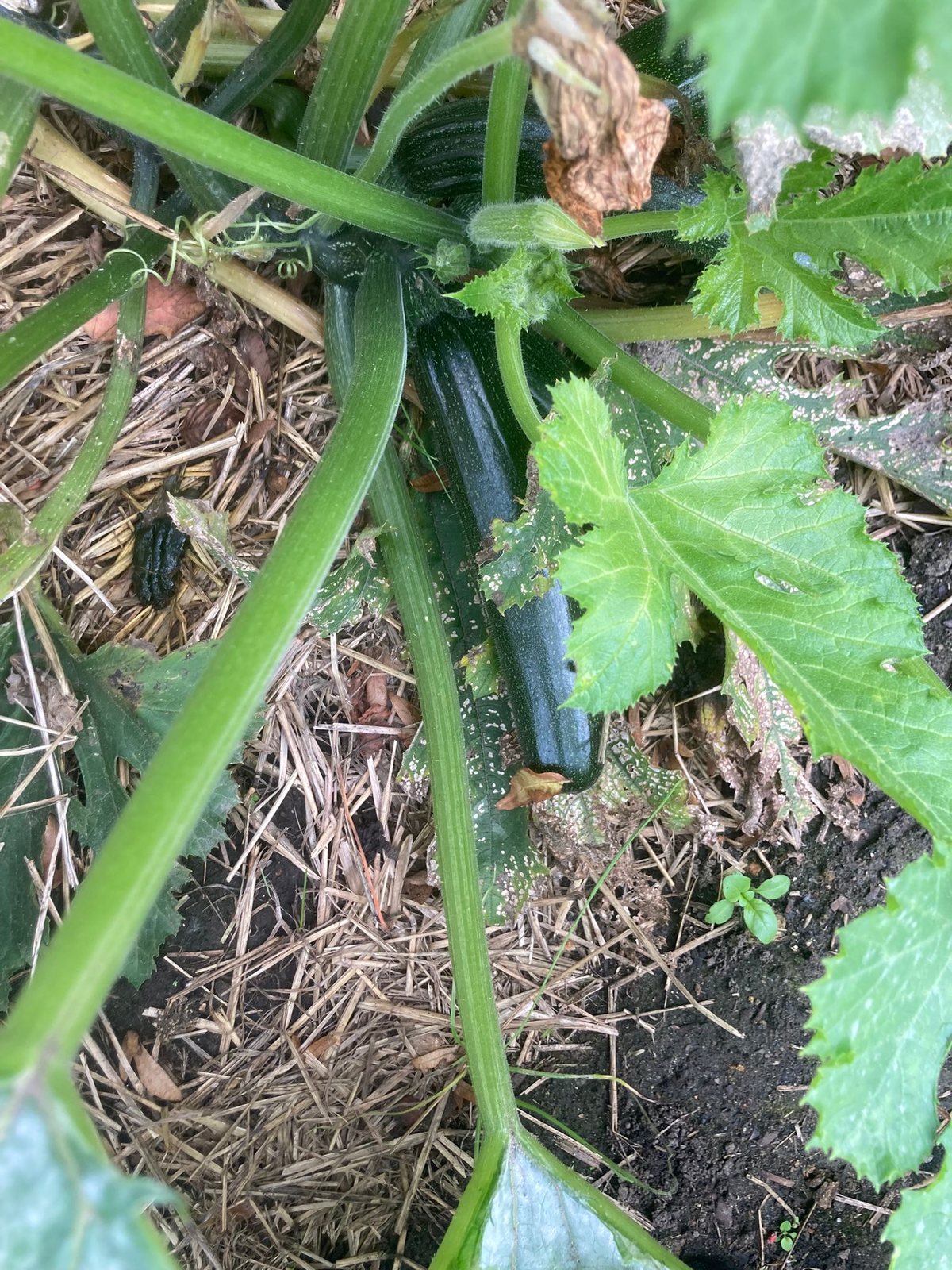 Courgette en culture