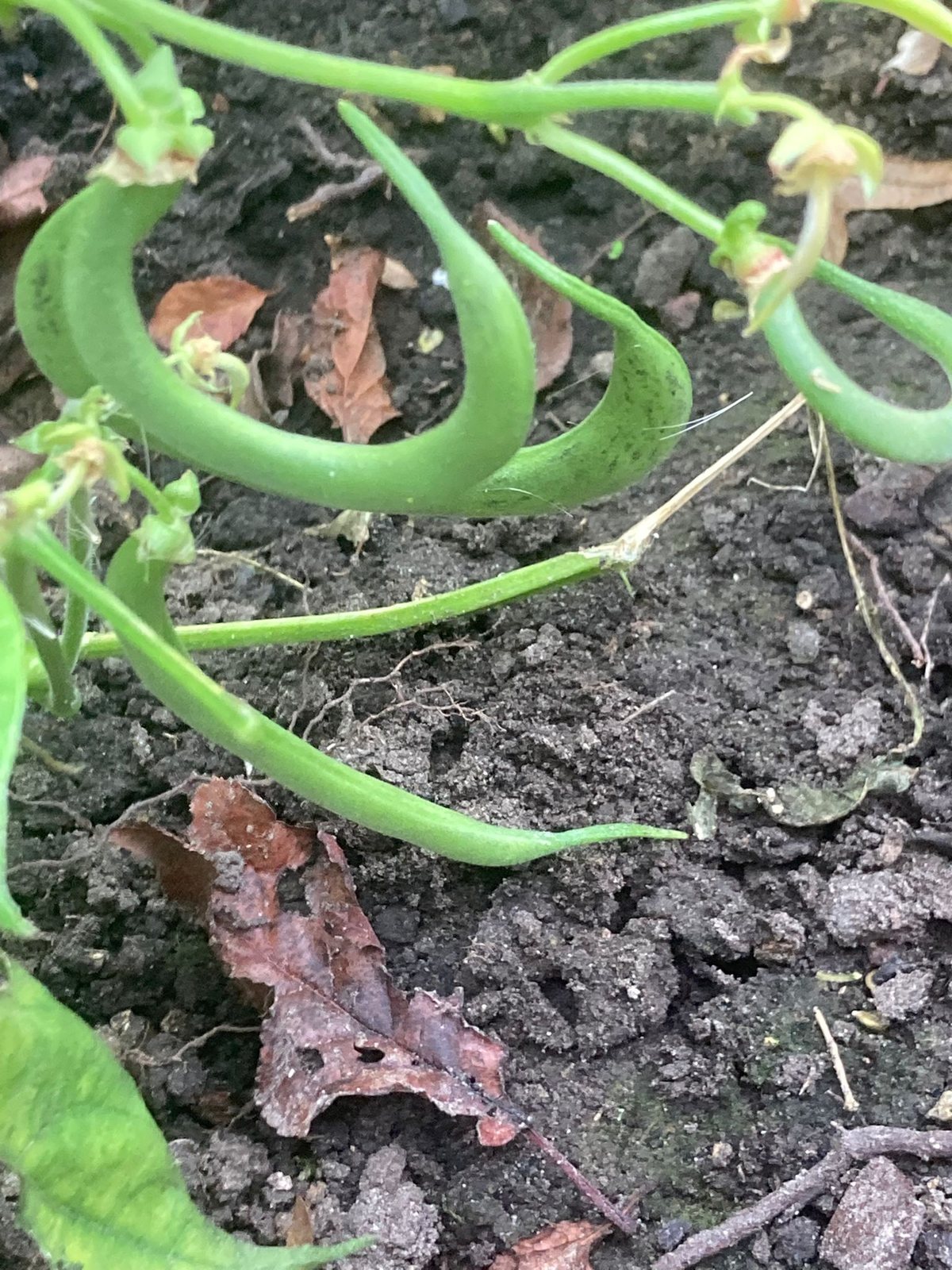Haricots verts en culture