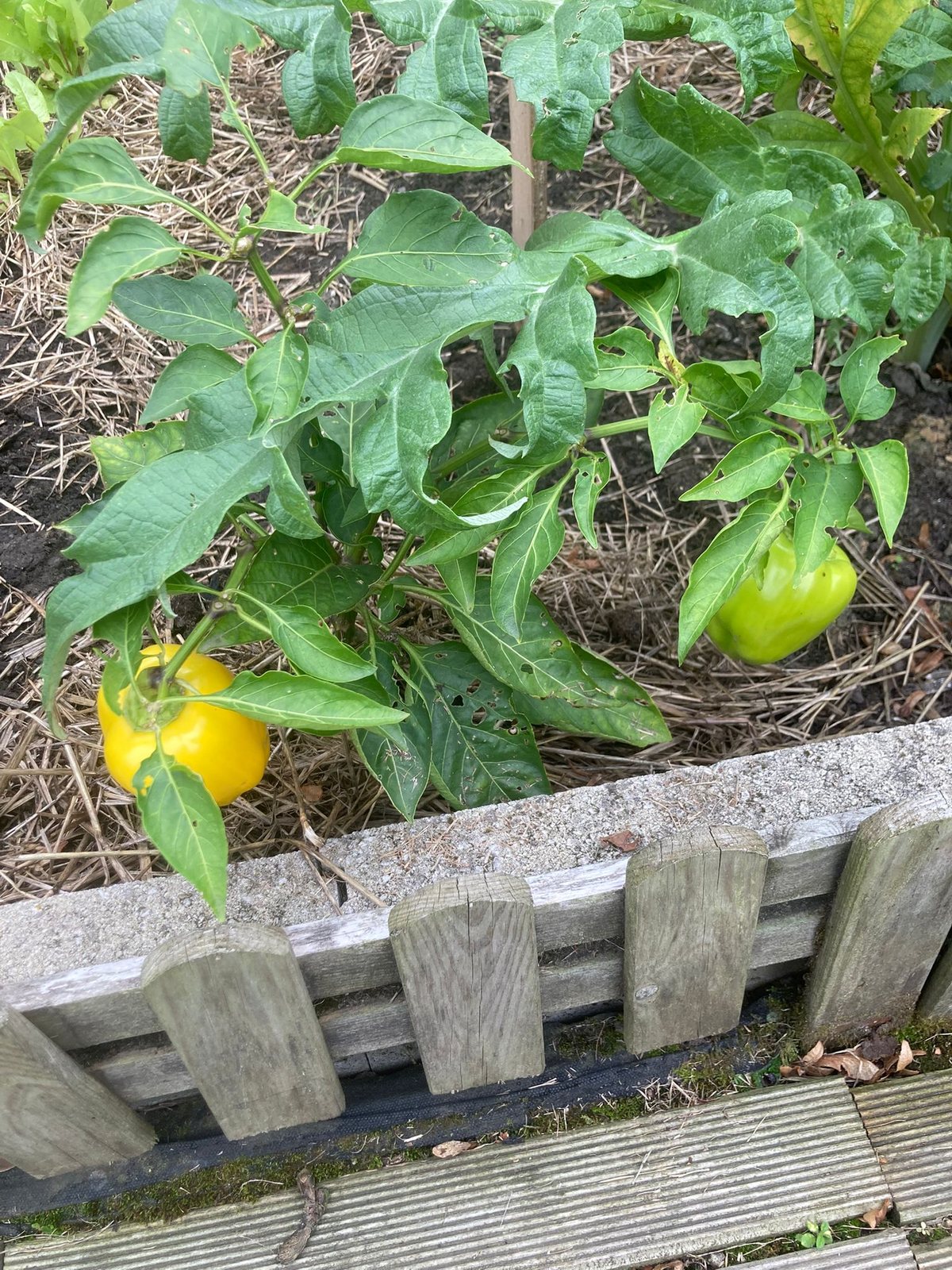 Poivrons jaunes au jardin