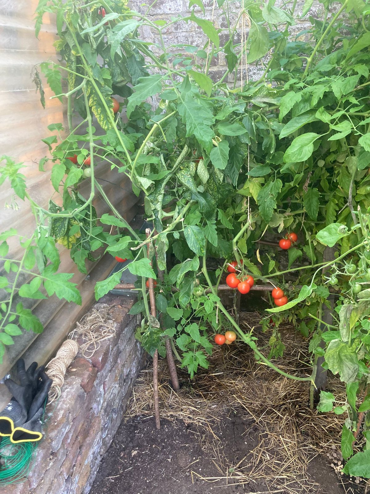 Plants de tomates cultivés à la Ferme Innovante Ghassan