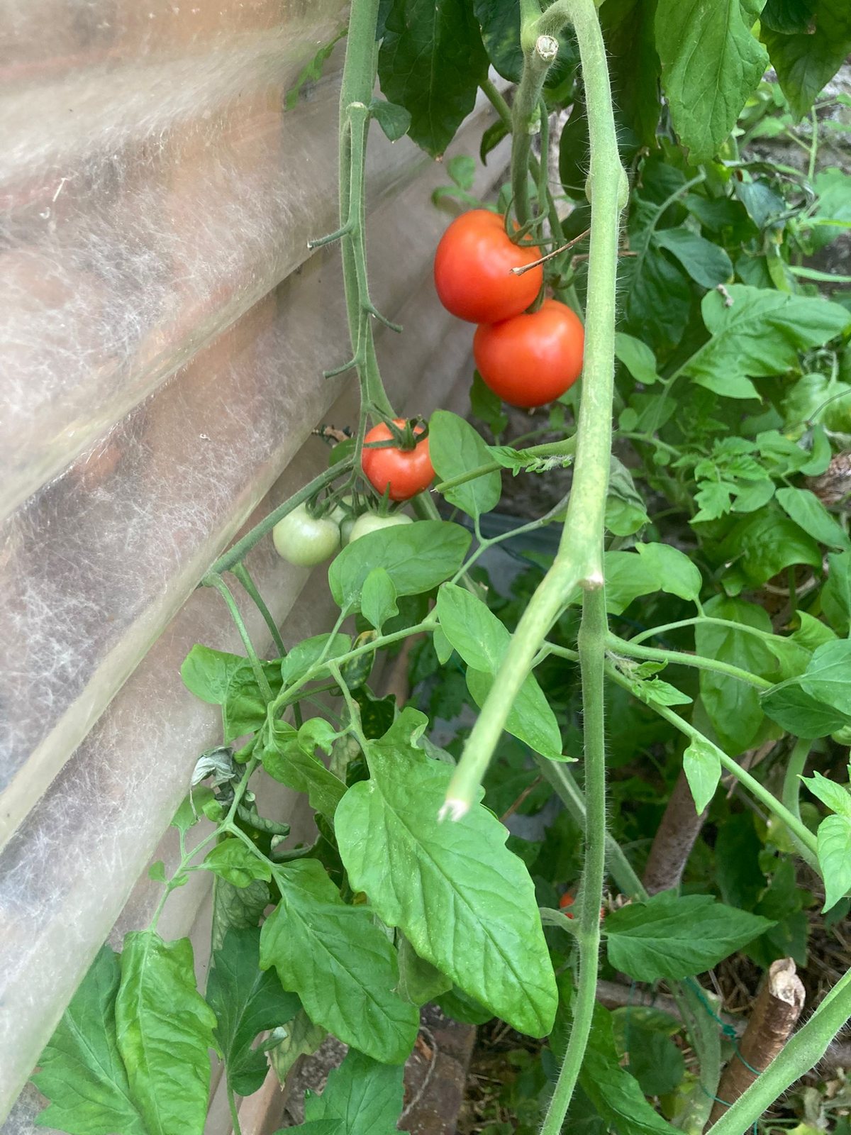 Tomates sur plant