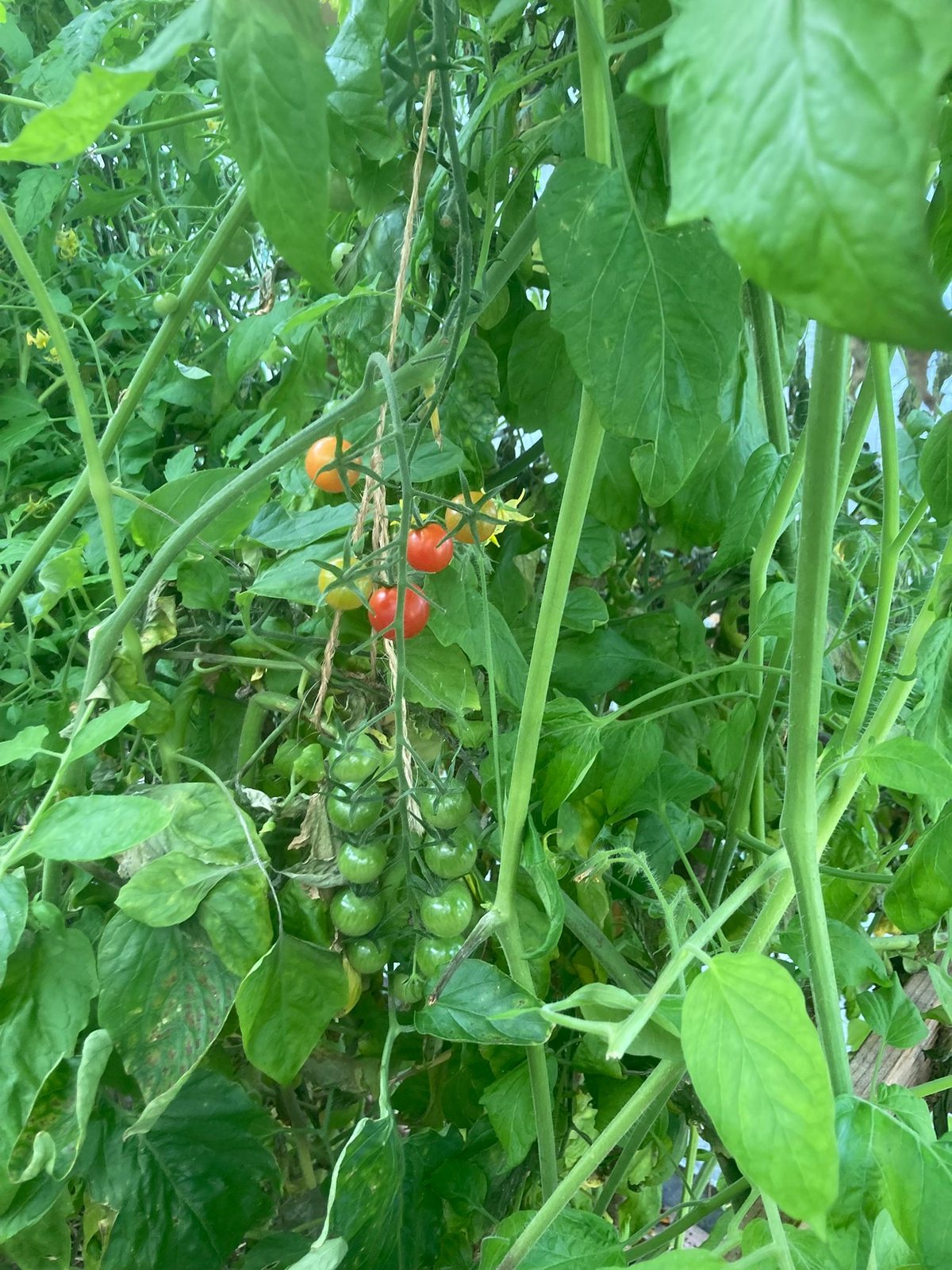 Tomates en culture sous abri